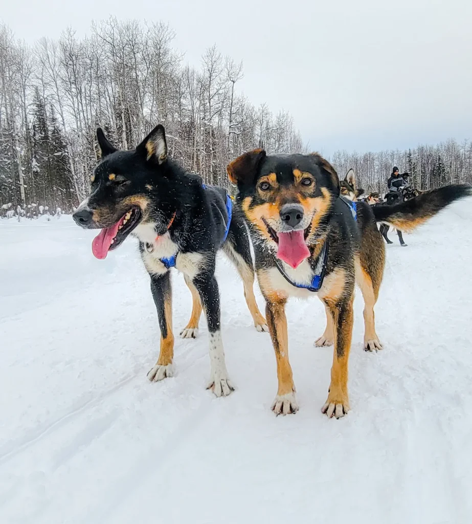 winter-dog-sledding
